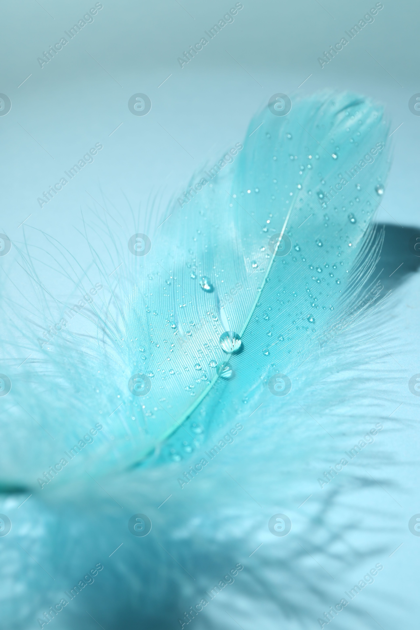 Photo of One fluffy feather on light blue background, closeup