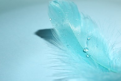 Photo of One fluffy feather on light blue background, closeup. Space for text