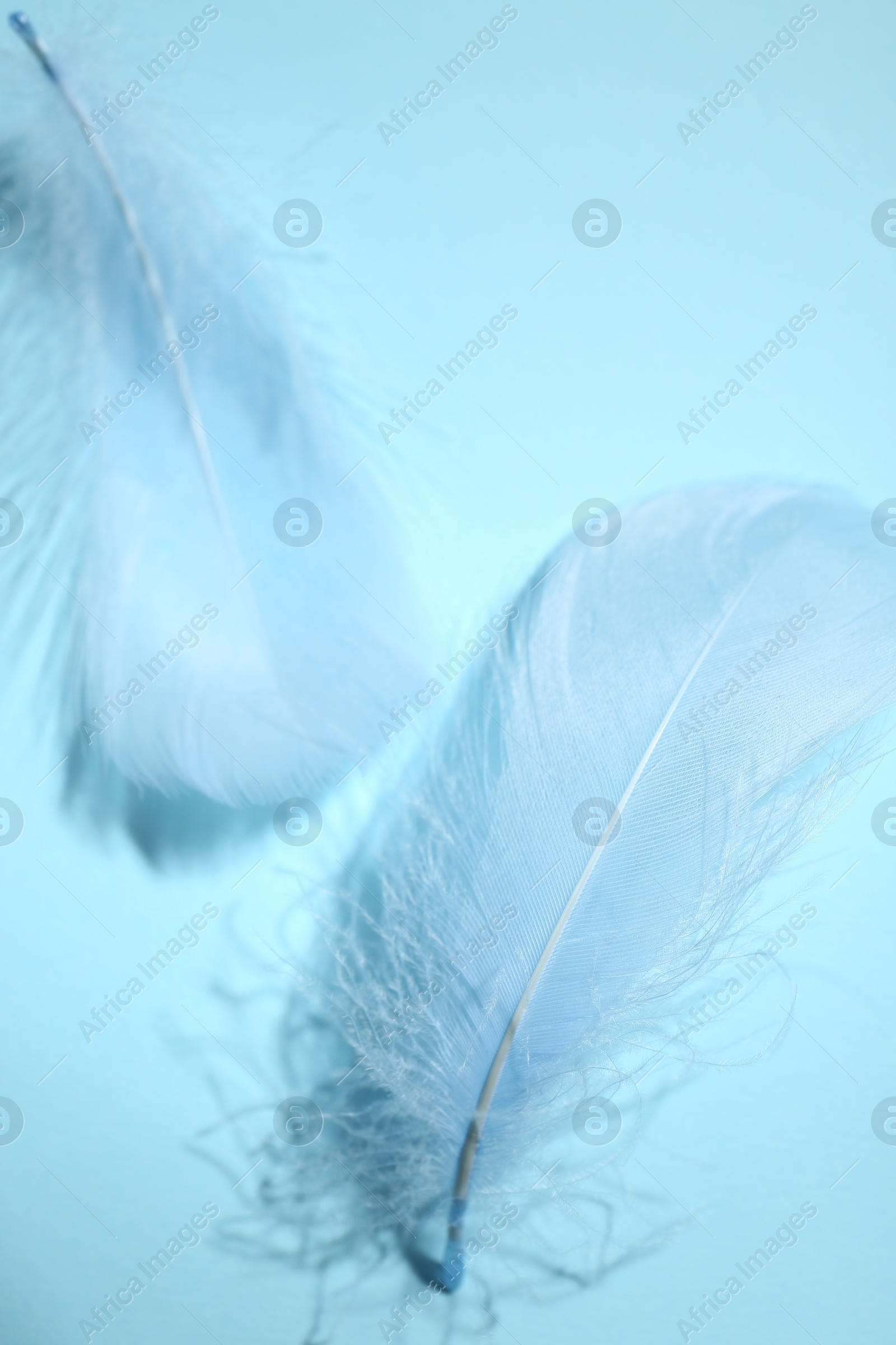 Photo of Fluffy feathers on light blue background, top view