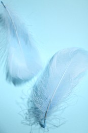 Fluffy feathers on light blue background, top view