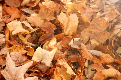 Photo of Dry fallen leaves as background, closeup view