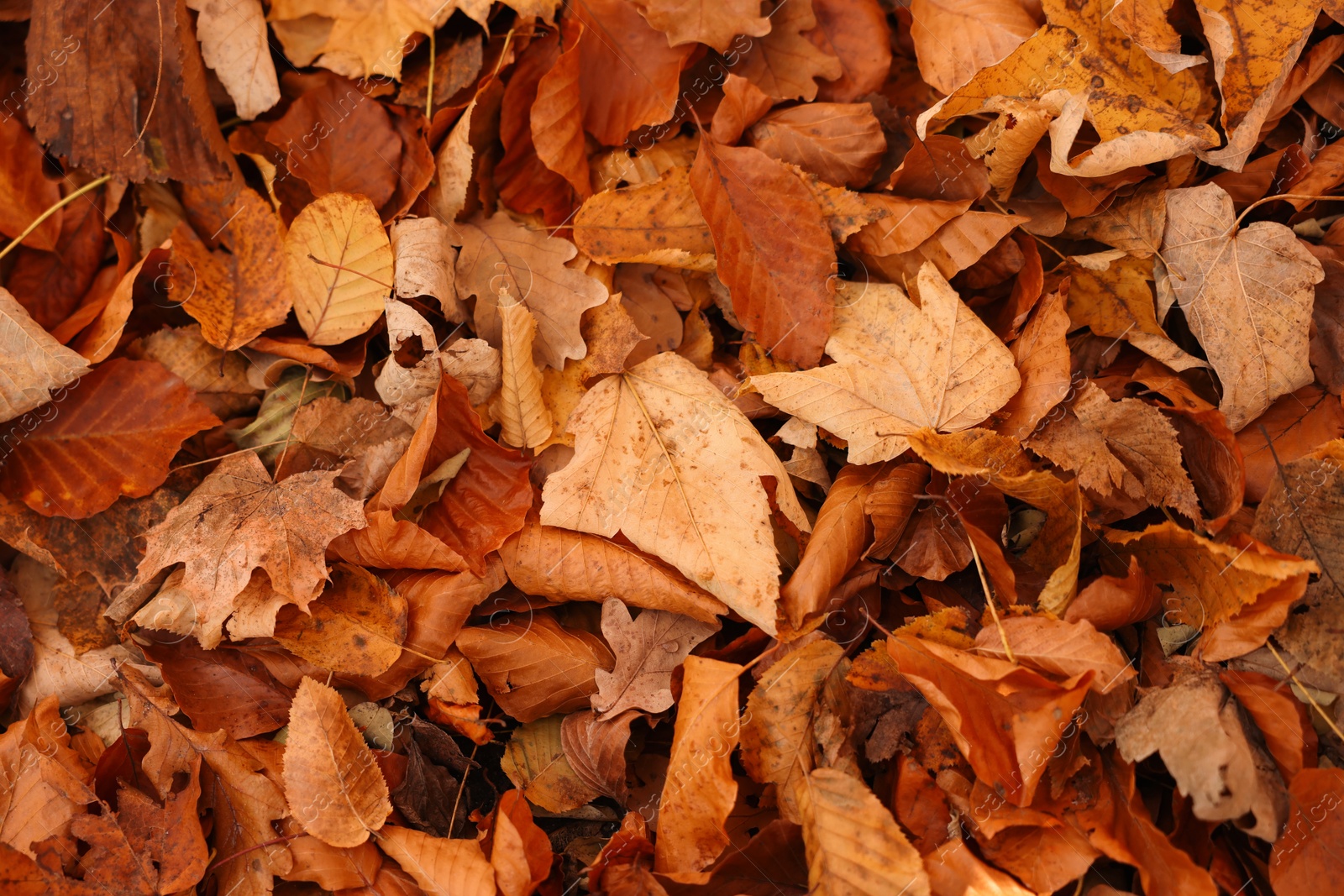 Photo of Dry fallen leaves as background, top view