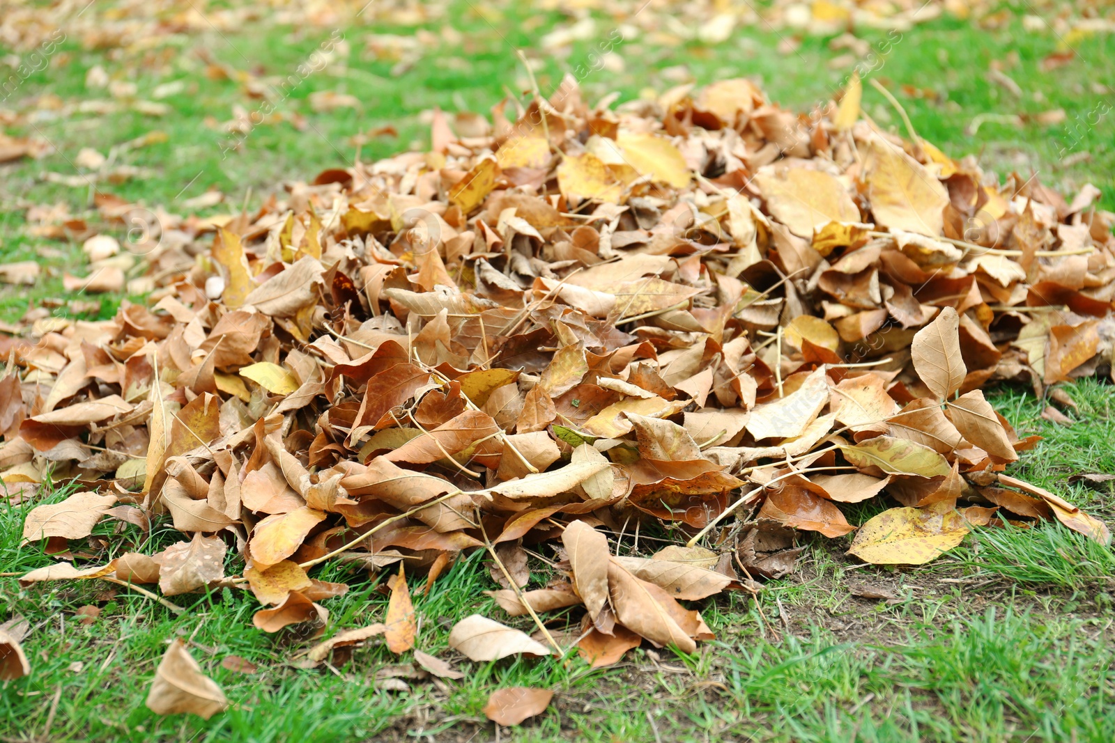 Photo of Pile of fallen autumn leaves on green grass