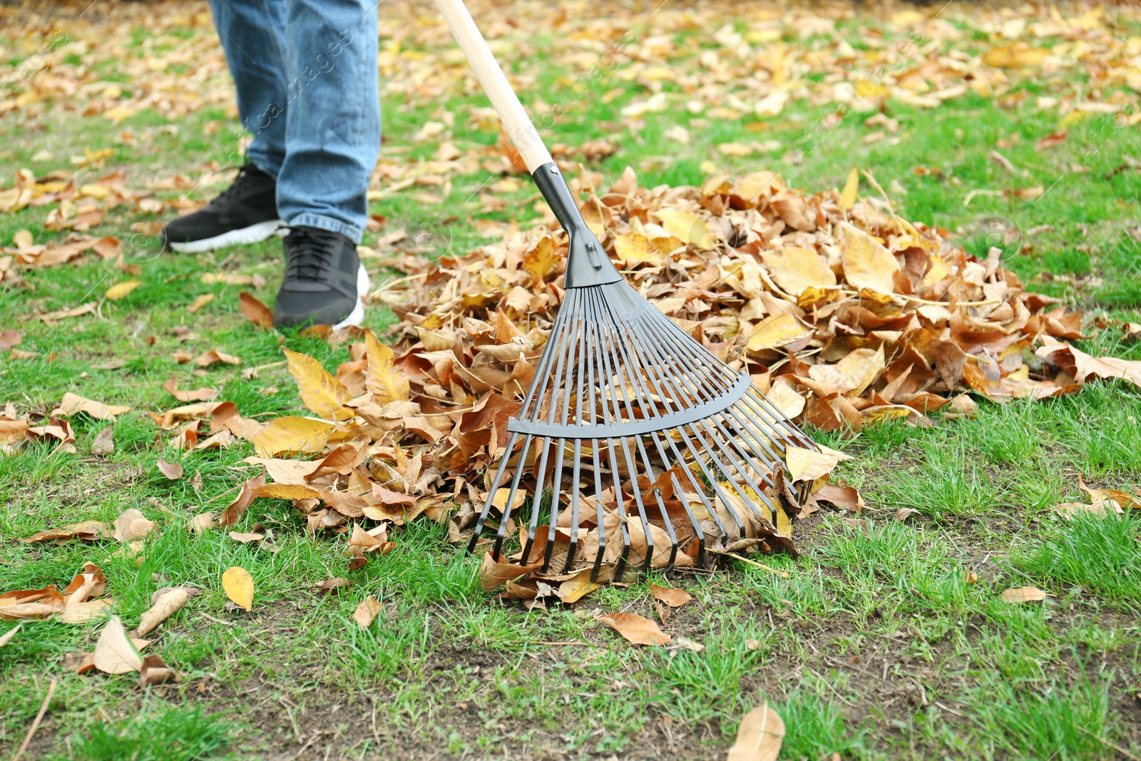 Photo of Man gathering fallen leaves with fan rake outdoors, closeup