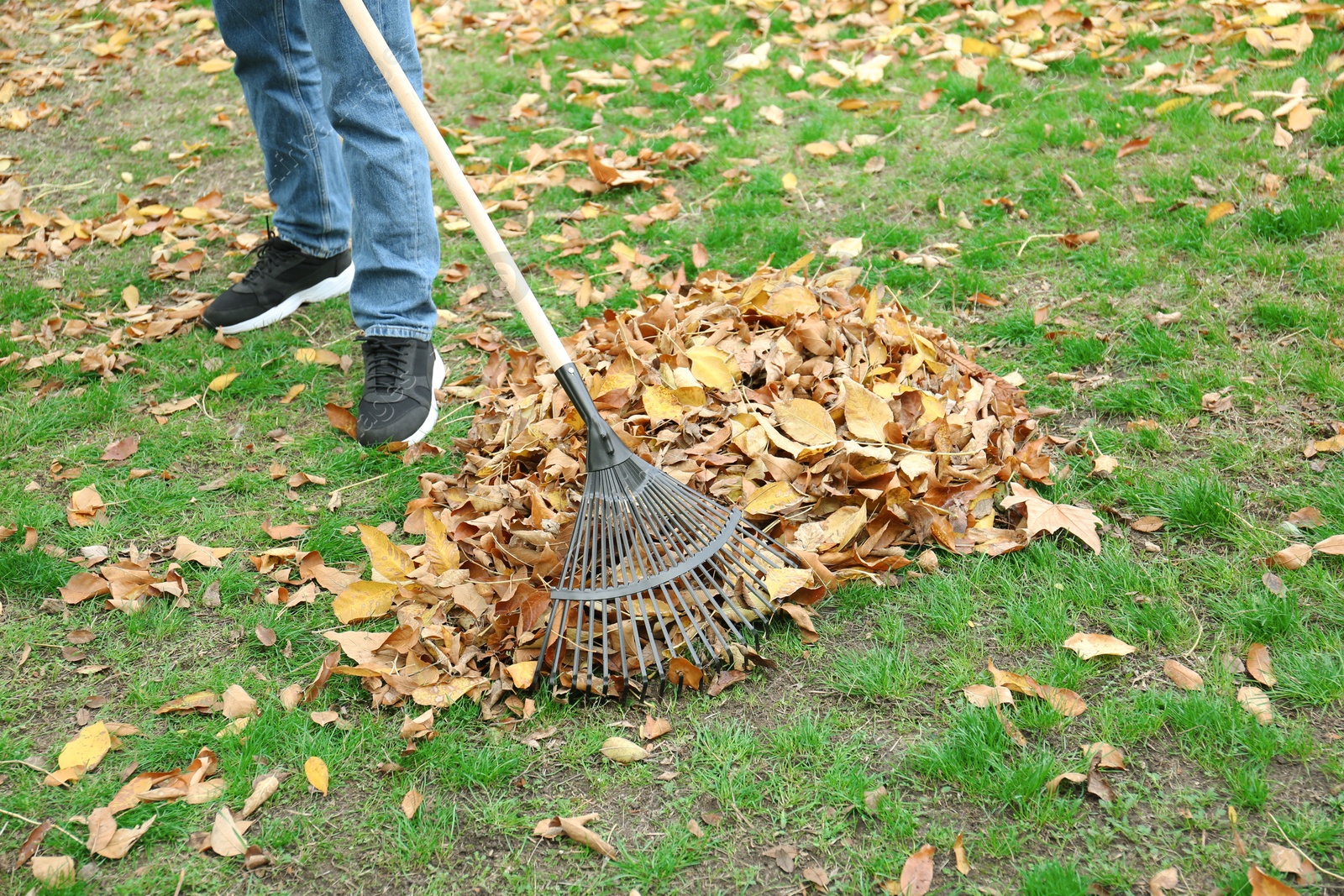 Photo of Man gathering fallen leaves with fan rake outdoors, closeup