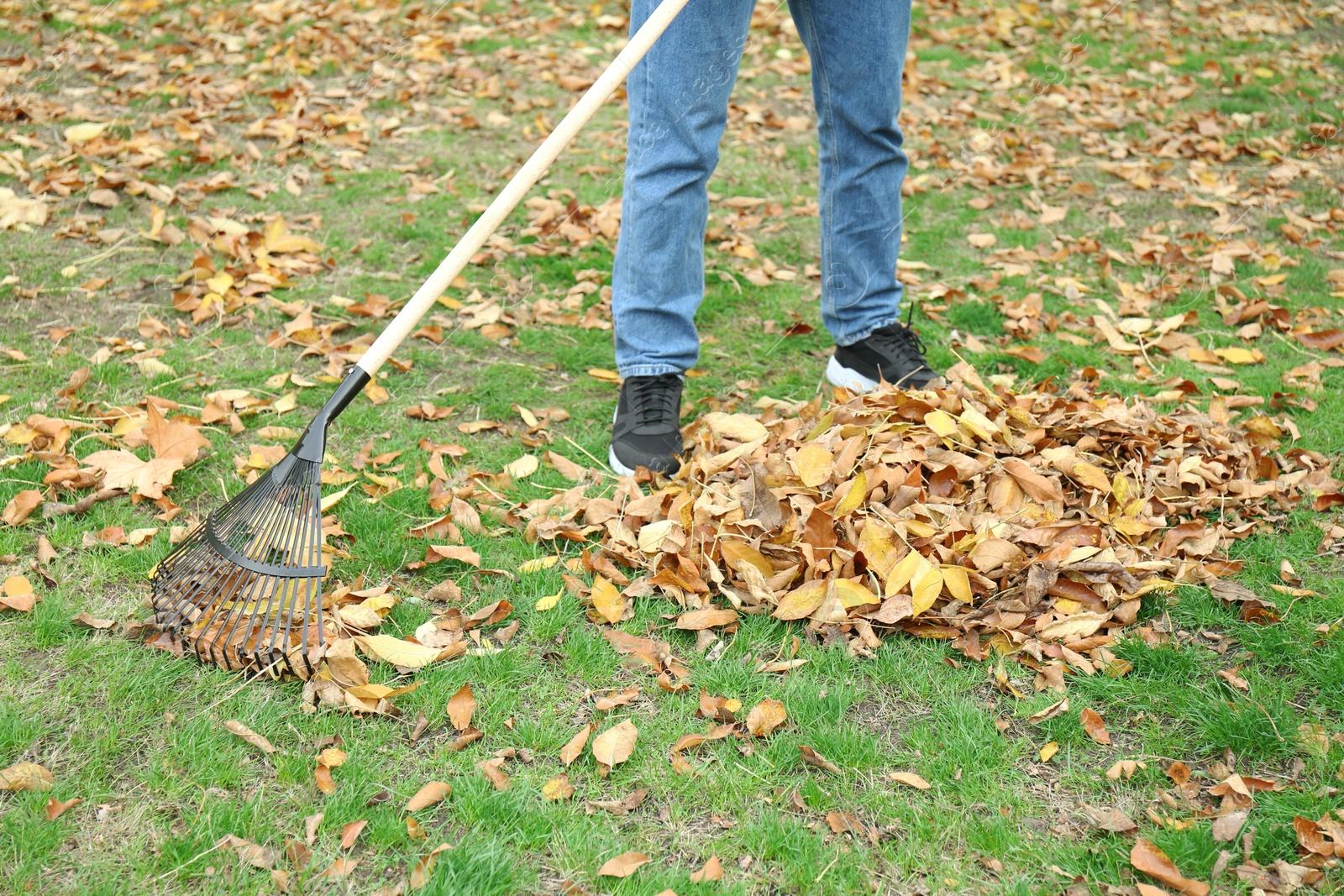 Photo of Man gathering fallen leaves with fan rake outdoors, closeup