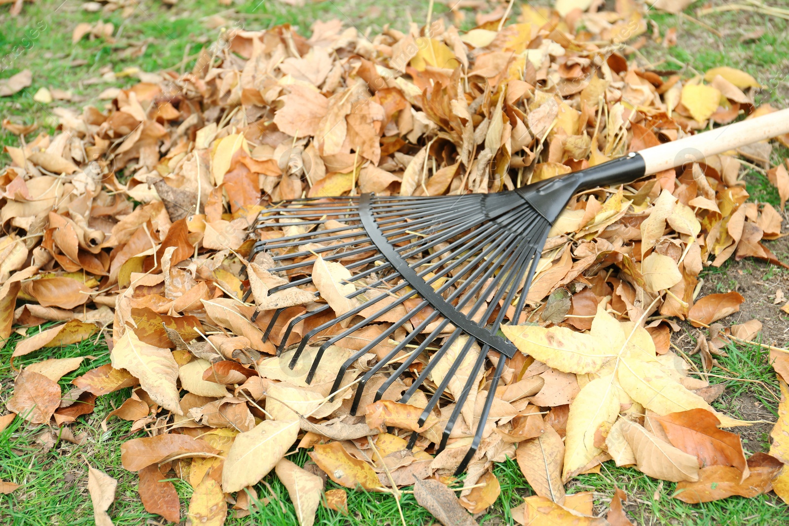 Photo of Fan rake and pile of fallen leaves on green grass