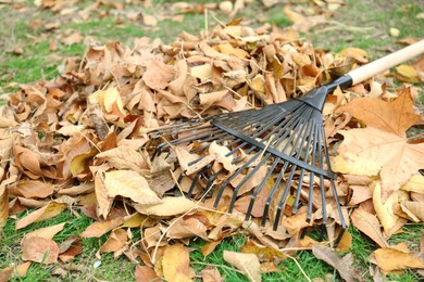 Fan rake and pile of fallen leaves on green grass