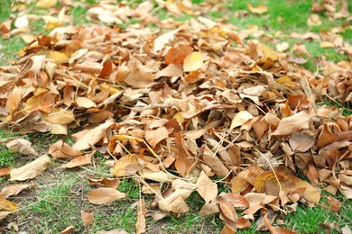 Pile of fallen autumn leaves on green grass