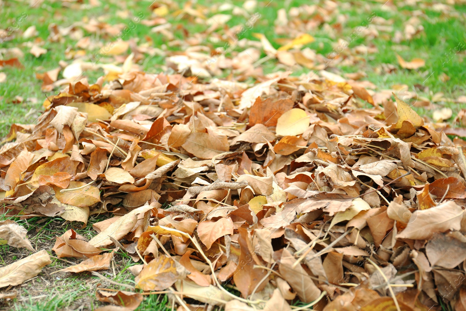 Photo of Pile of fallen autumn leaves on green grass