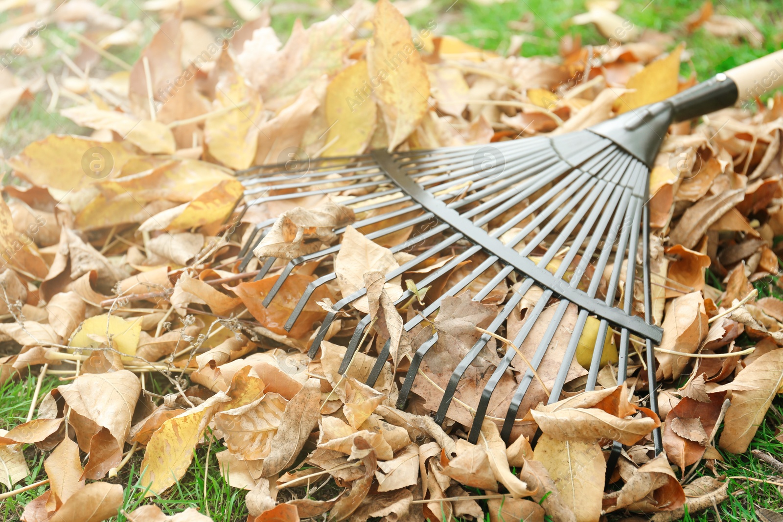 Photo of Fan rake and pile of fallen leaves on green grass