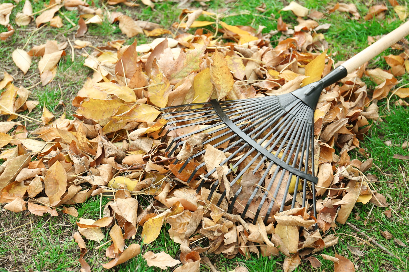 Photo of Fan rake and pile of fallen leaves on green grass