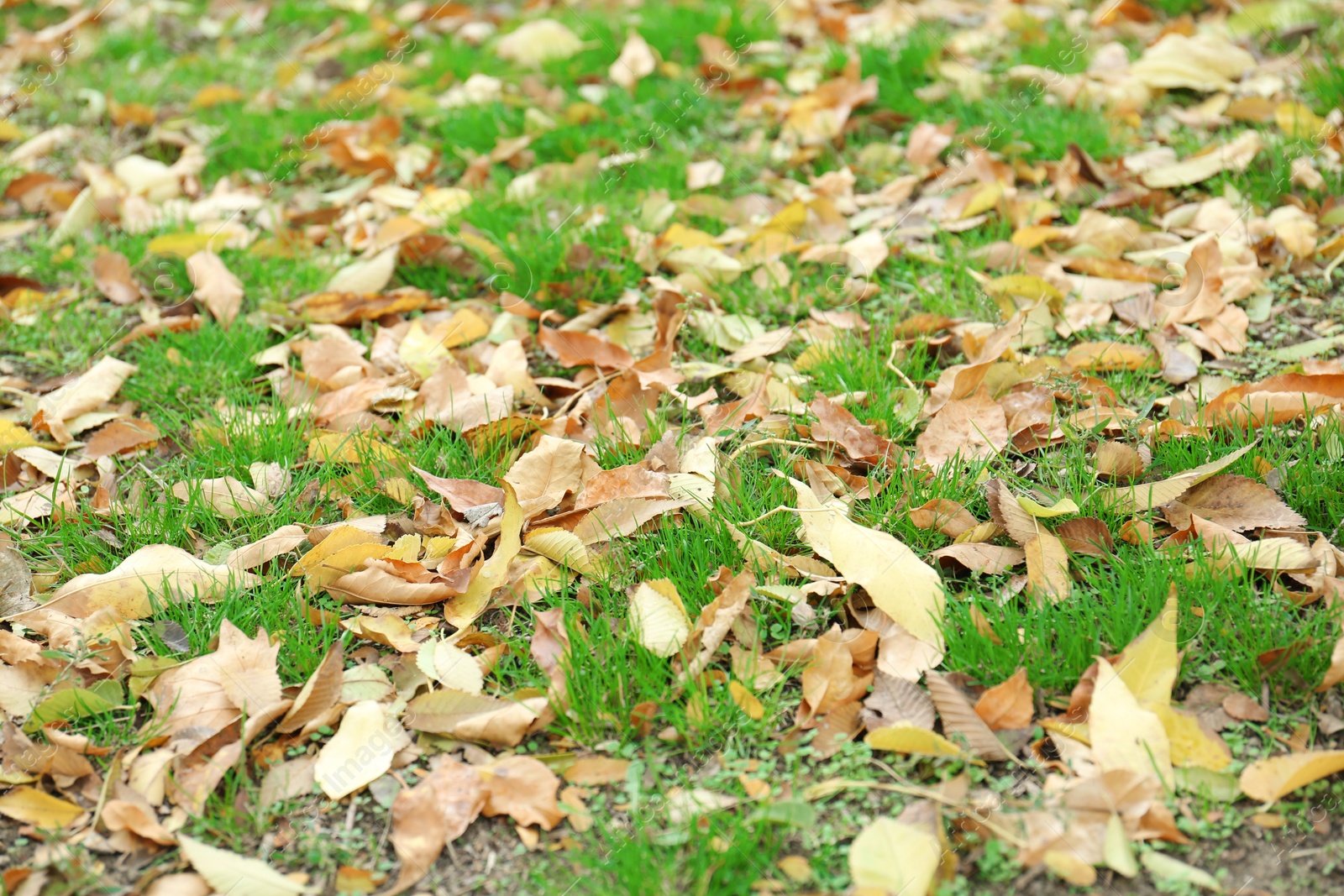 Photo of Many fallen autumn leaves on green grass