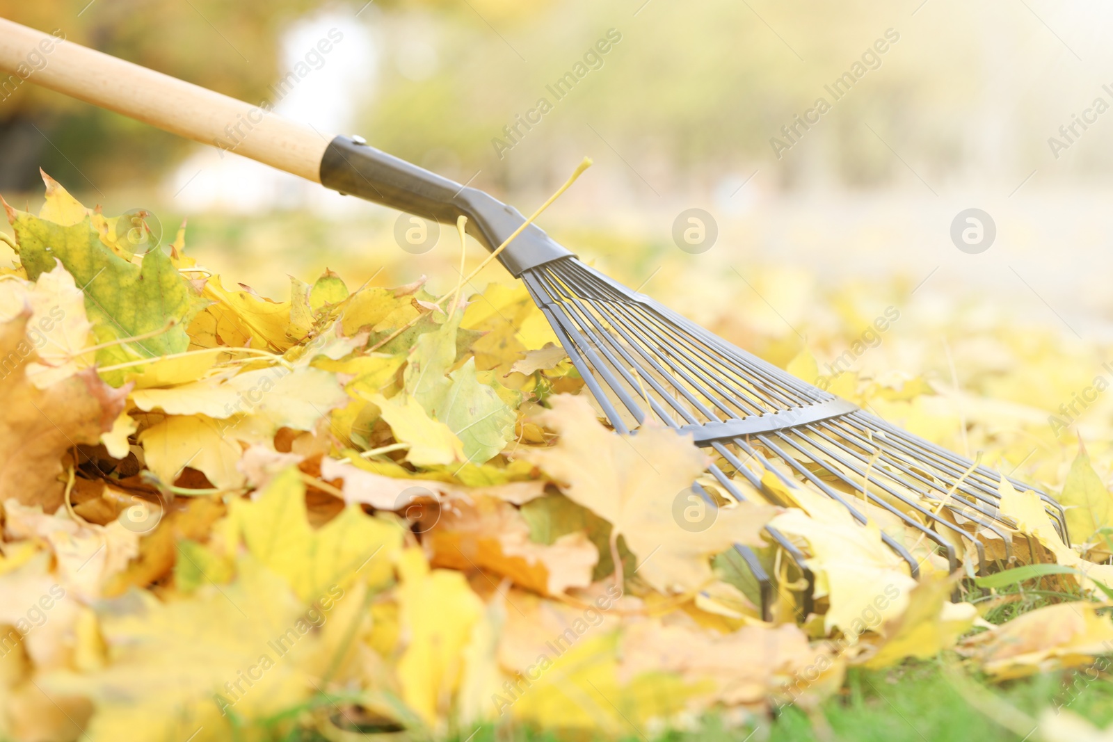 Photo of Gathering fallen leaves with fan rake outdoors, closeup