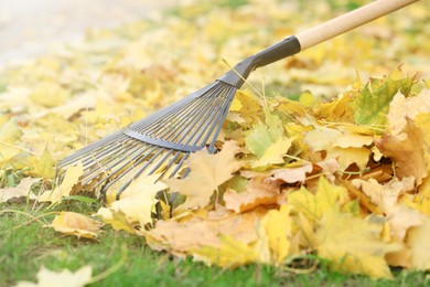 Gathering fallen leaves with fan rake outdoors, closeup