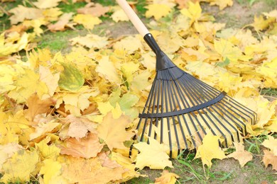 Gathering fallen leaves with fan rake outdoors, closeup