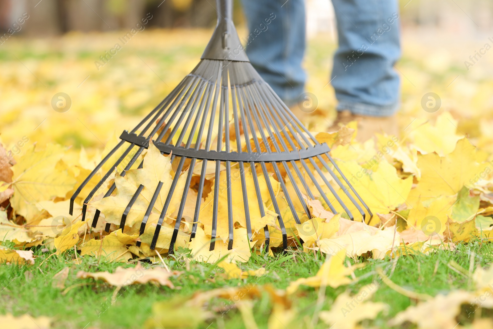 Photo of Man gathering fallen leaves with fan rake outdoors, closeup