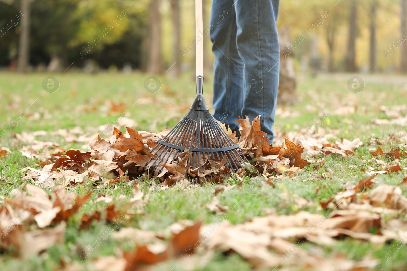 Photo of Man gathering fallen leaves with fan rake outdoors, closeup