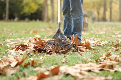 Man gathering fallen leaves with fan rake outdoors, closeup