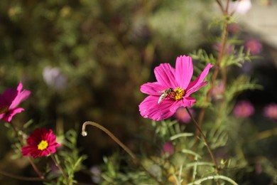 Photo of Bee on beautiful pink flower outdoors, closeup. Space for text