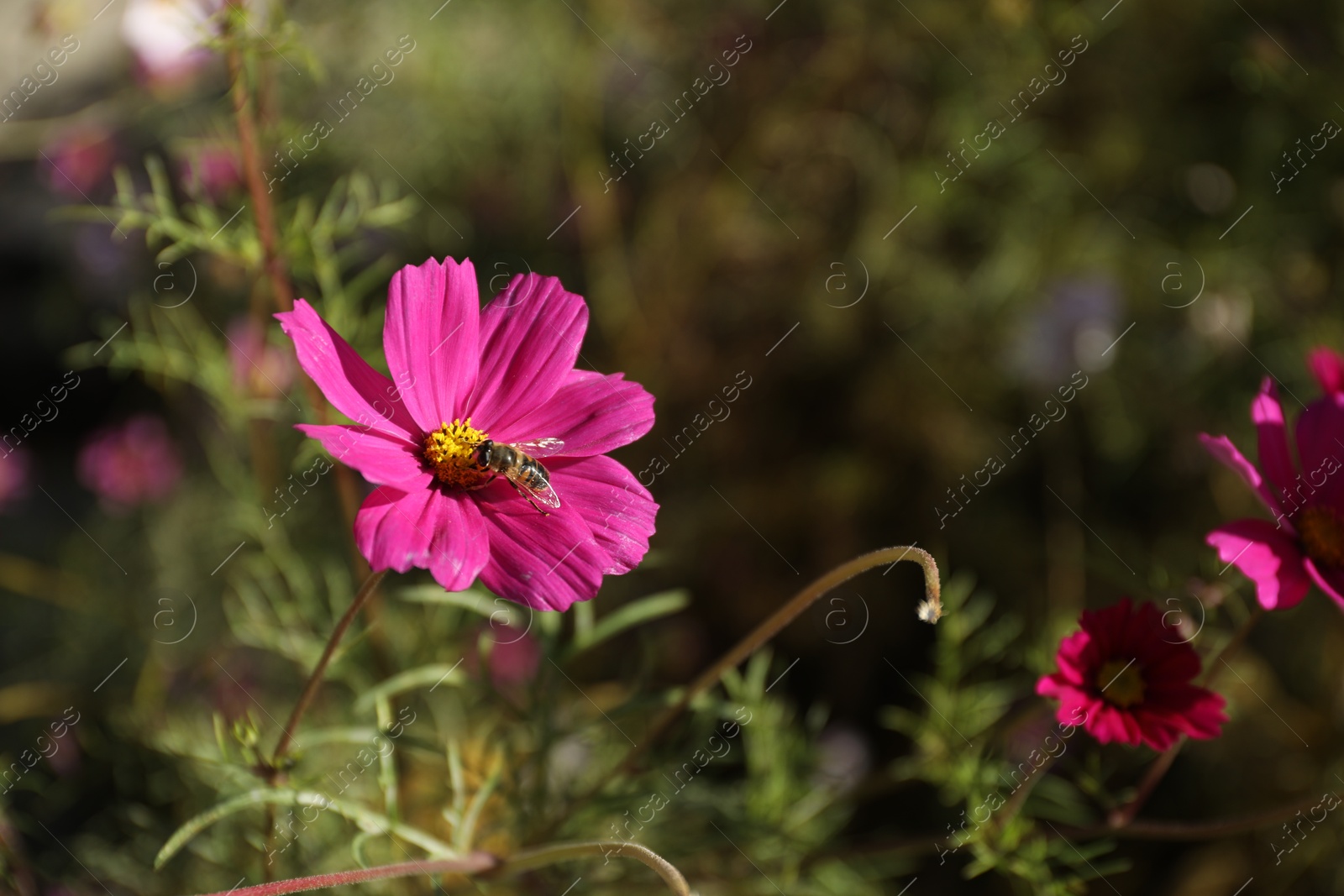 Photo of Bee on beautiful pink flower outdoors, closeup. Space for text