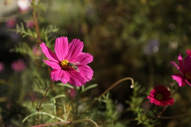 Bee on beautiful pink flower outdoors, closeup. Space for text