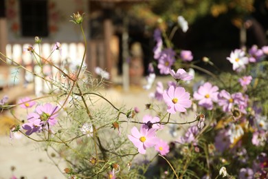 Photo of Plant with beautiful pink flowers growing outdoors, closeup