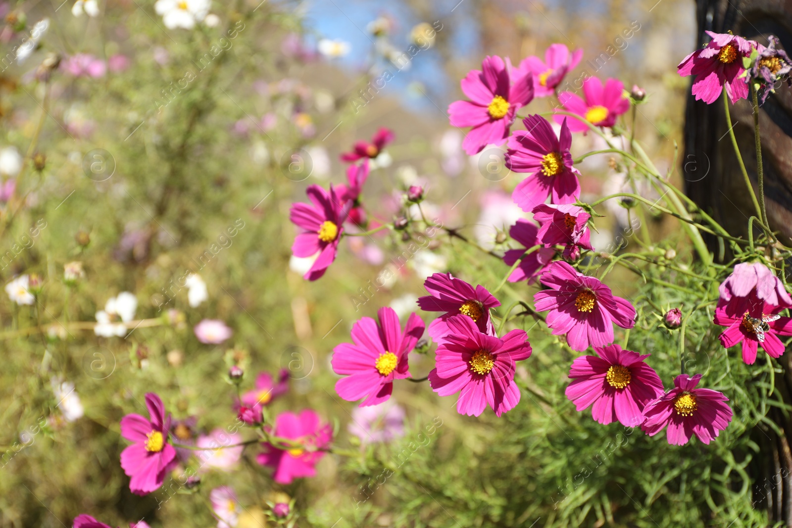 Photo of Beautiful pink flowers growing in meadow, closeup