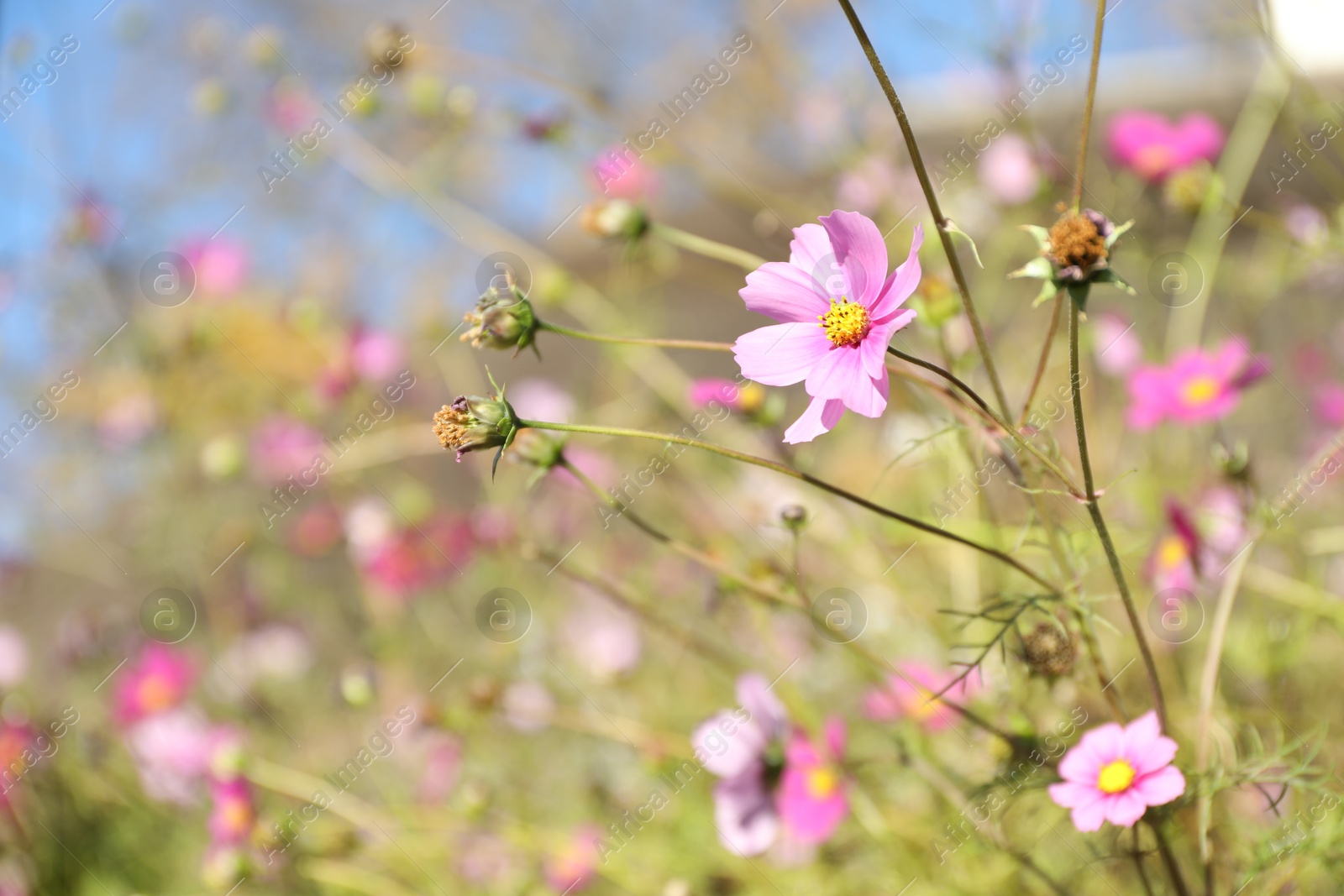 Photo of Beautiful pink flowers growing in meadow, closeup