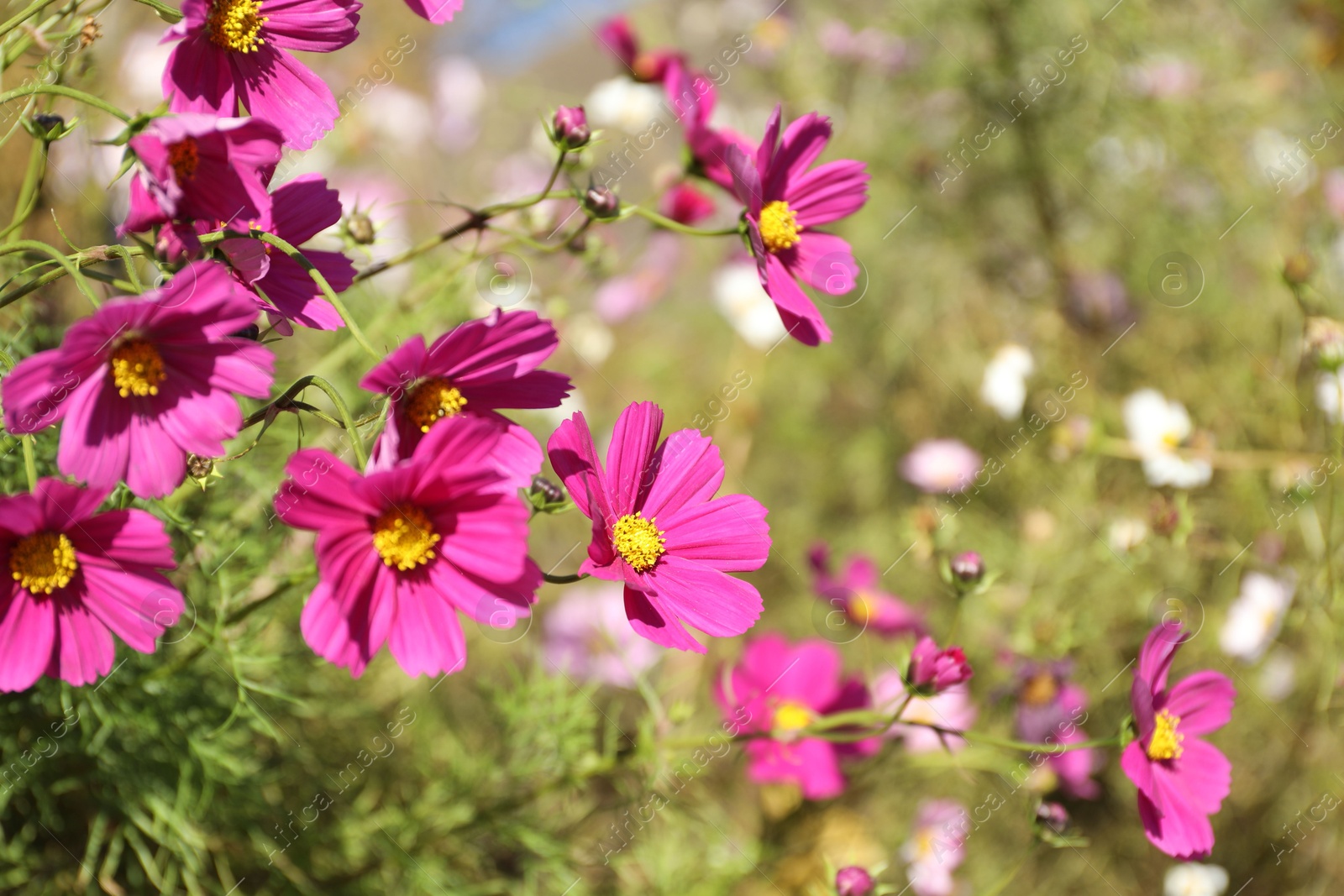 Photo of Beautiful pink flowers growing in meadow, closeup