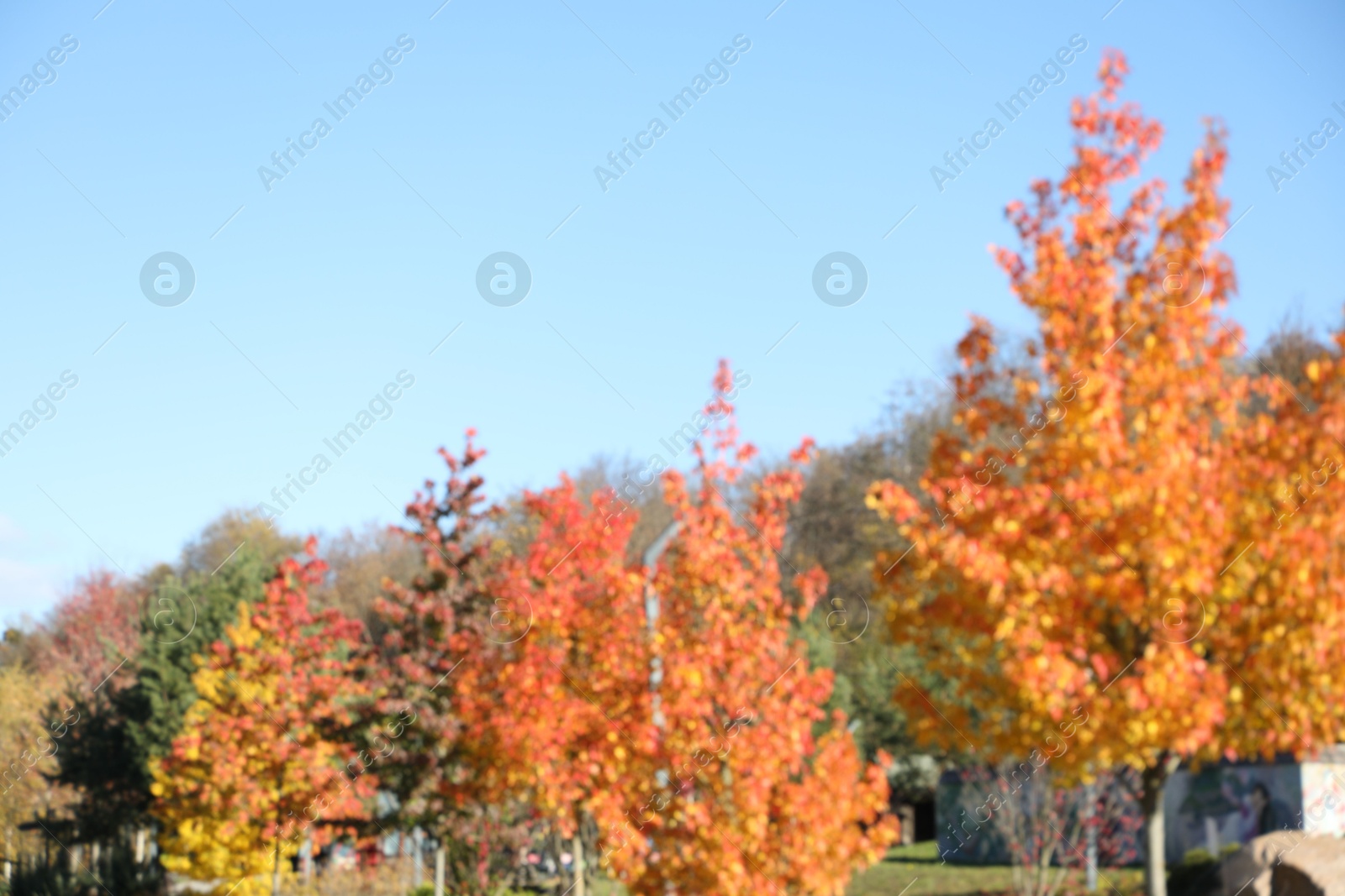 Photo of Blurred view of beautiful autumnal park with golden trees