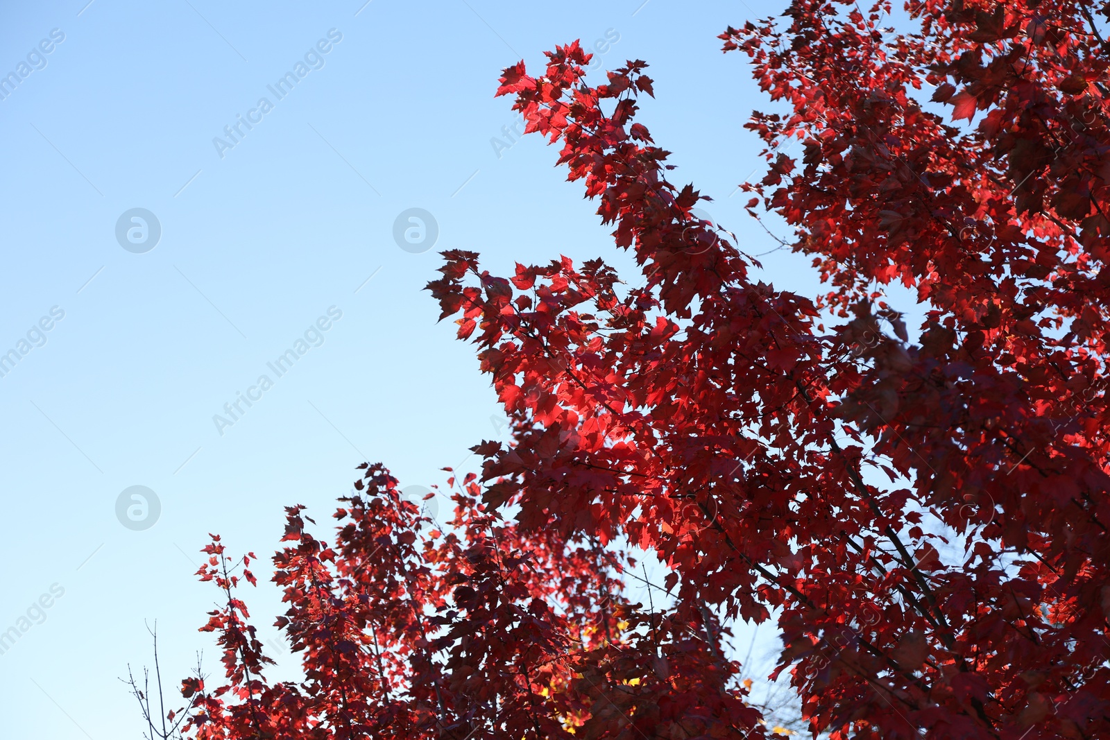 Photo of Beautiful tree with red leaves against blue sky, closeup. Space for text