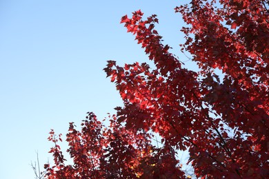 Beautiful tree with red leaves against blue sky, closeup. Space for text