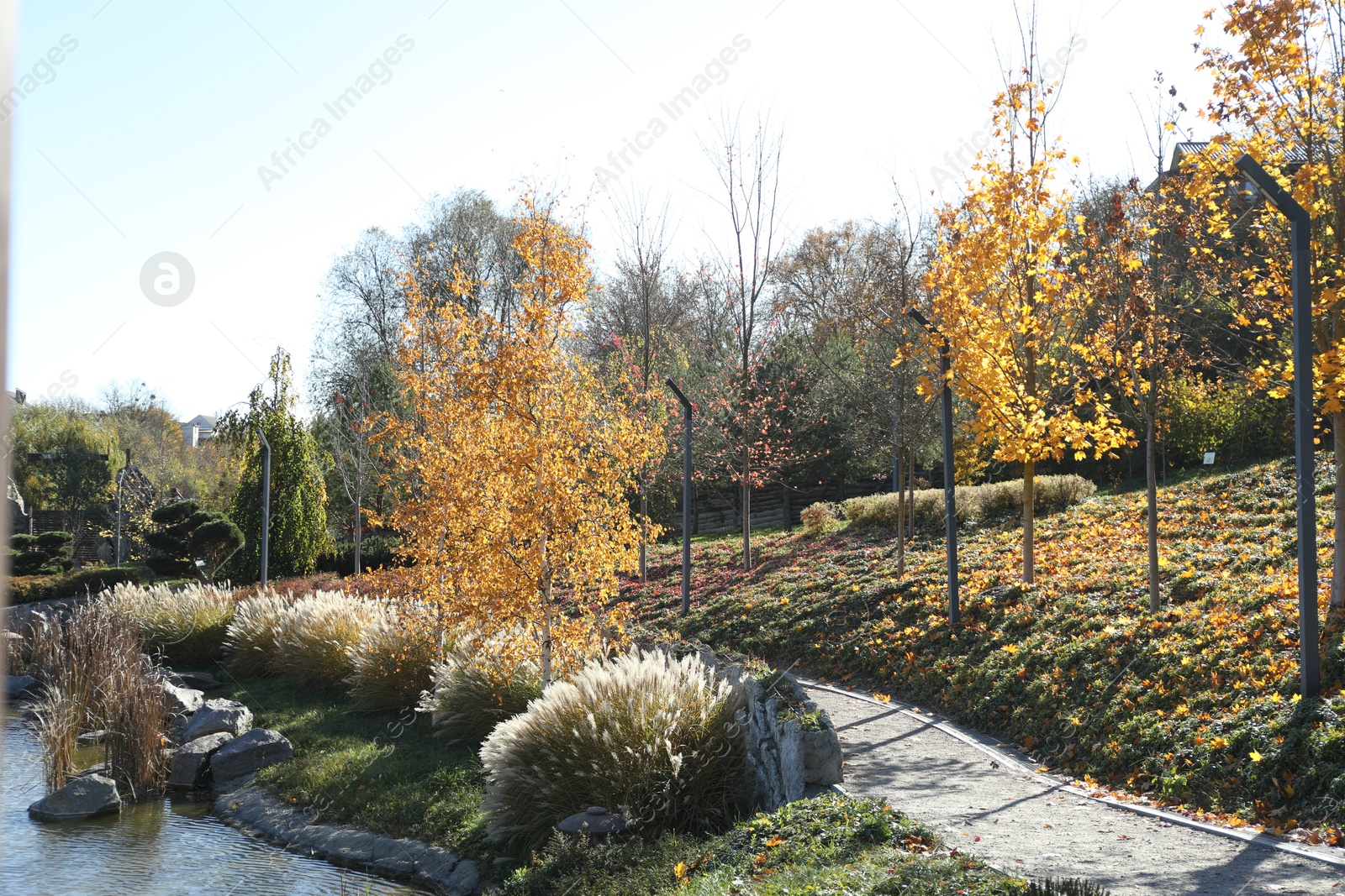 Photo of Beautiful colorful trees along pathway near pond in autumnal park