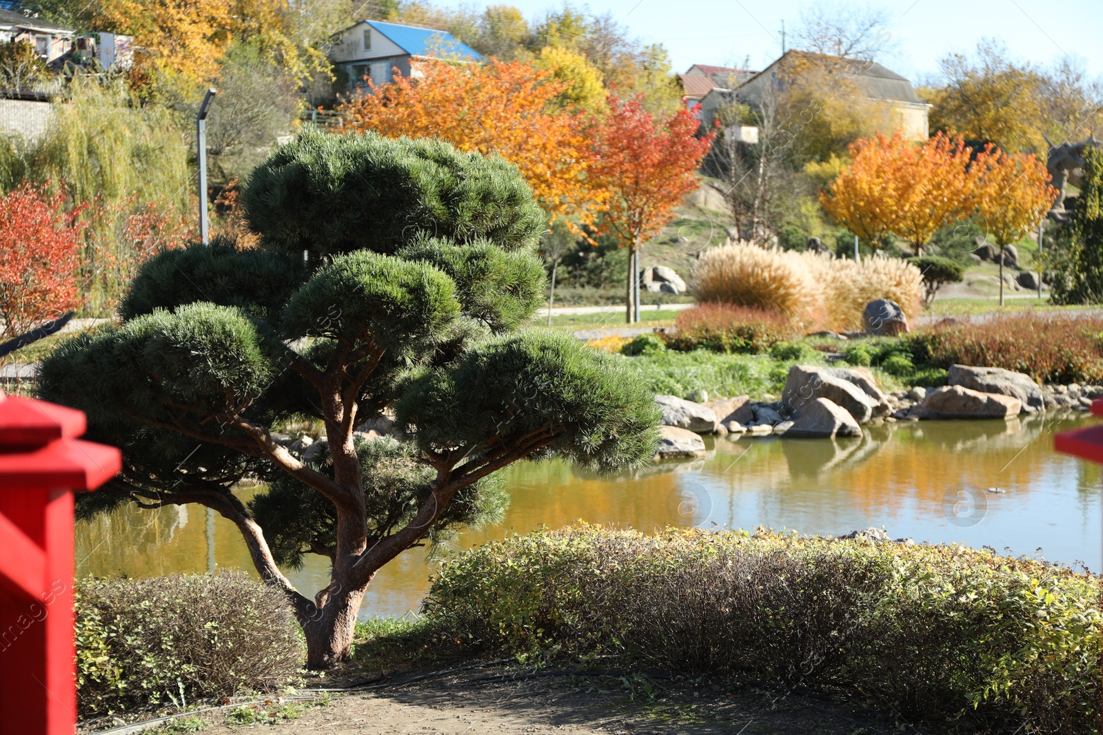 Photo of Beautiful pine tree growing in autumnal park