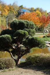 Beautiful pine tree growing in autumnal park