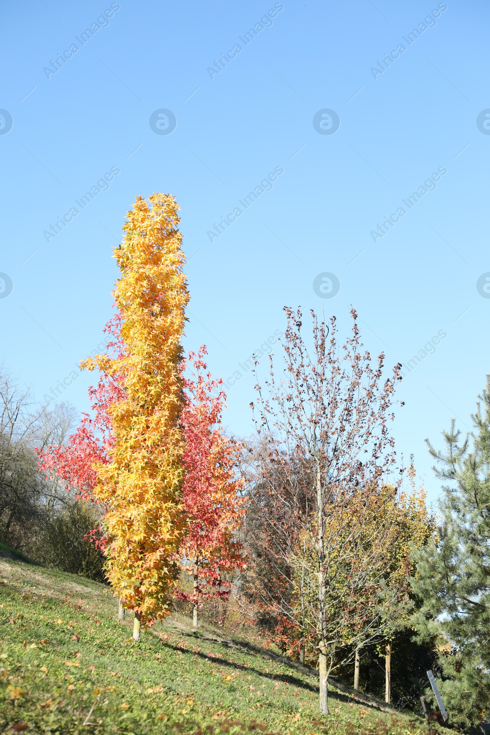 Photo of Beautiful trees with colorful leaves growing in autumnal park