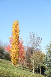 Beautiful trees with colorful leaves growing in autumnal park