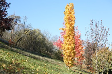 Photo of Beautiful trees with colorful leaves growing in autumnal park. Space for text