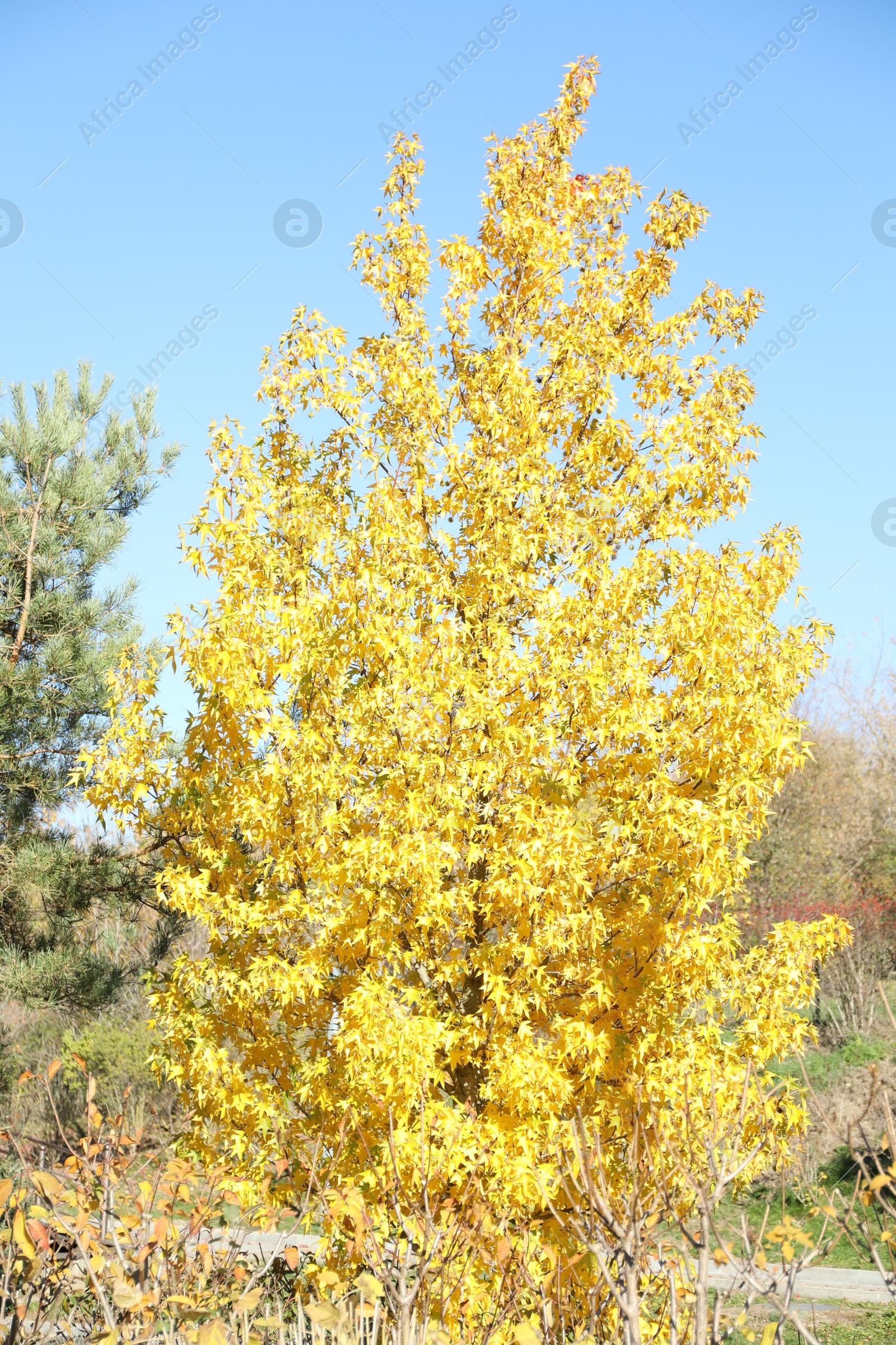 Photo of Beautiful tree with yellow leaves growing in autumnal park