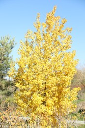 Beautiful tree with yellow leaves growing in autumnal park