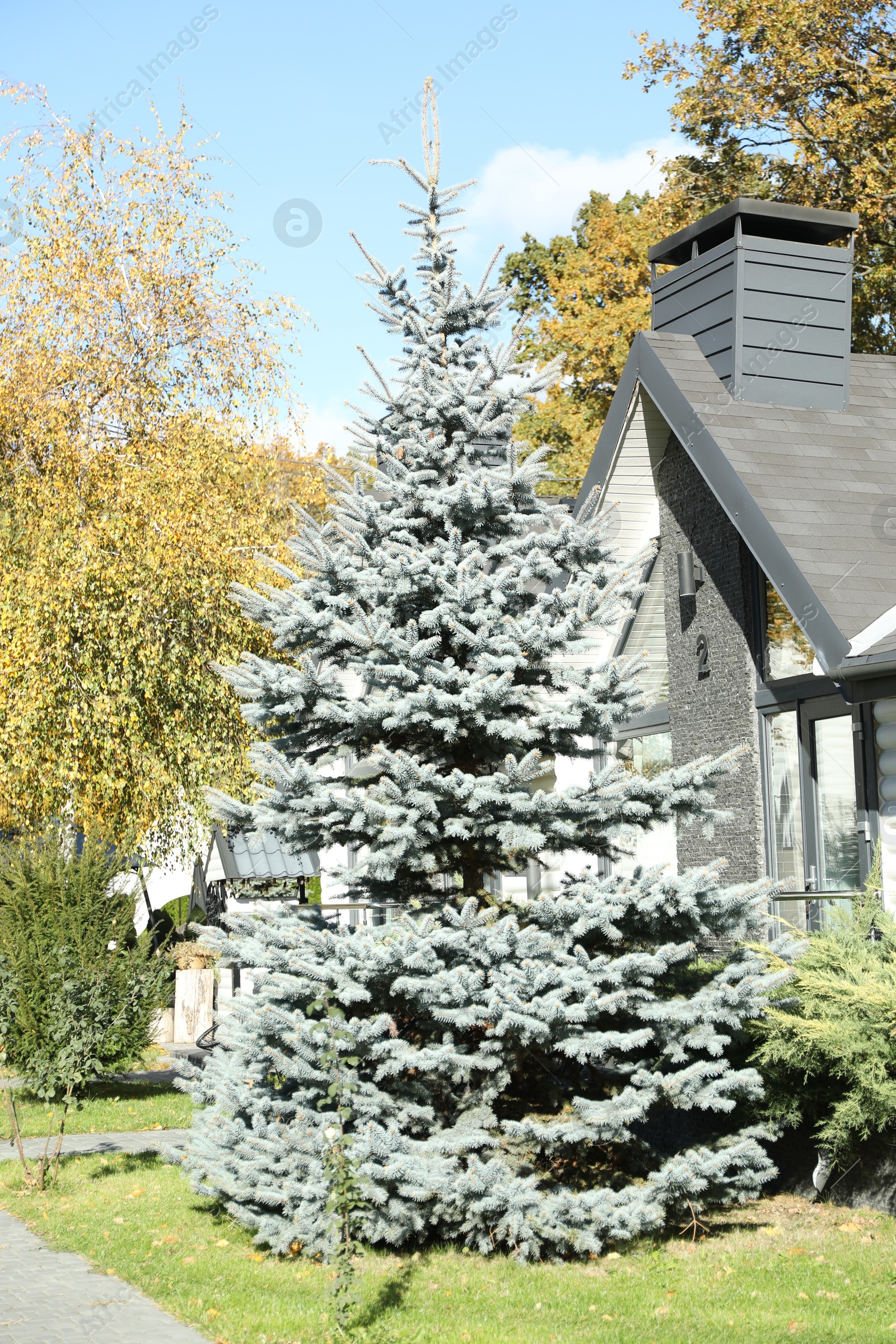 Photo of Fir tree near modern hotel building outdoors