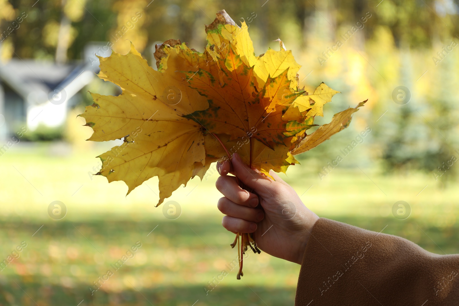 Photo of Woman holding bunch of beautiful yellow leaves in autumnal park, closeup