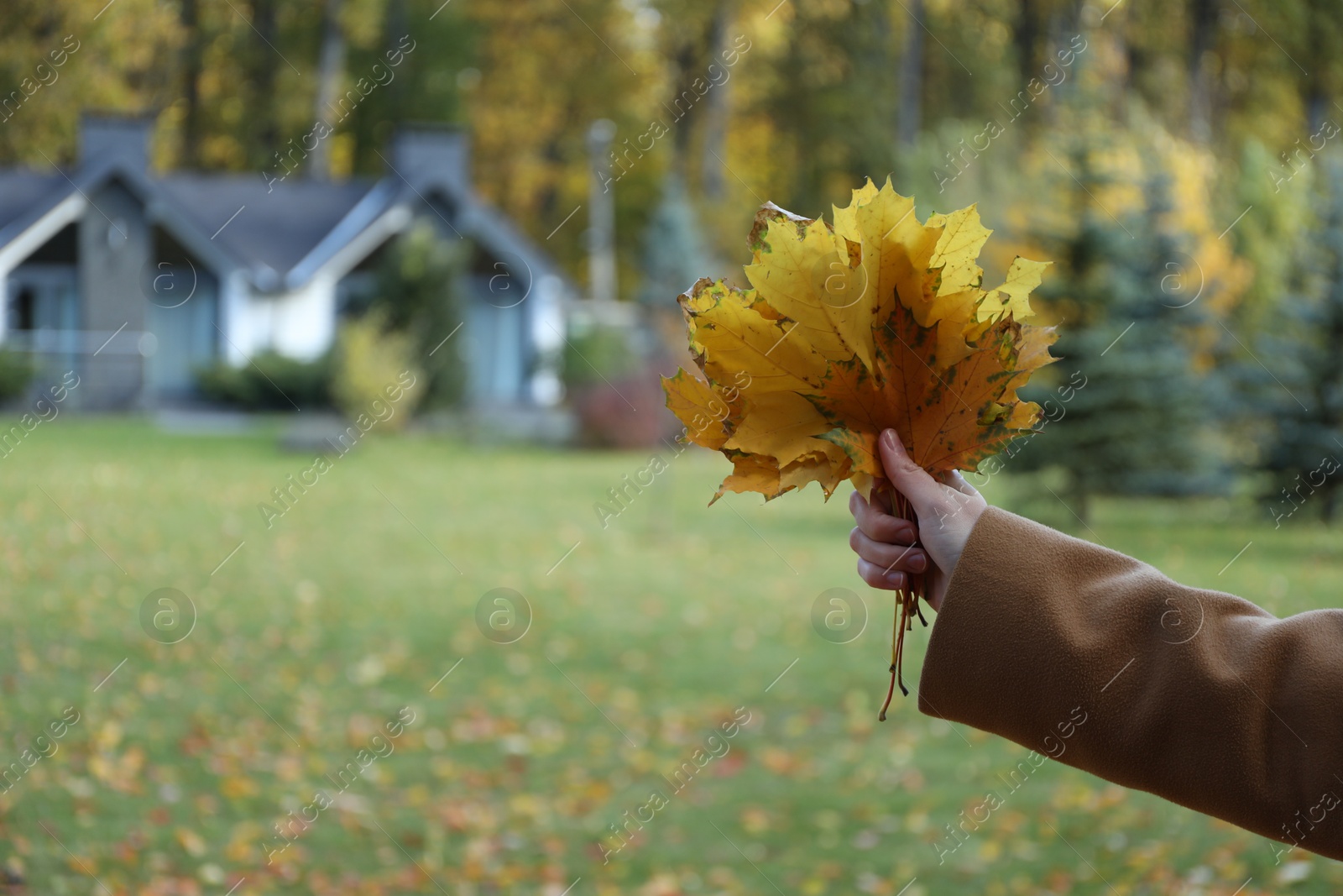 Photo of Woman holding bunch of beautiful yellow leaves in autumnal park, closeup. Space for text