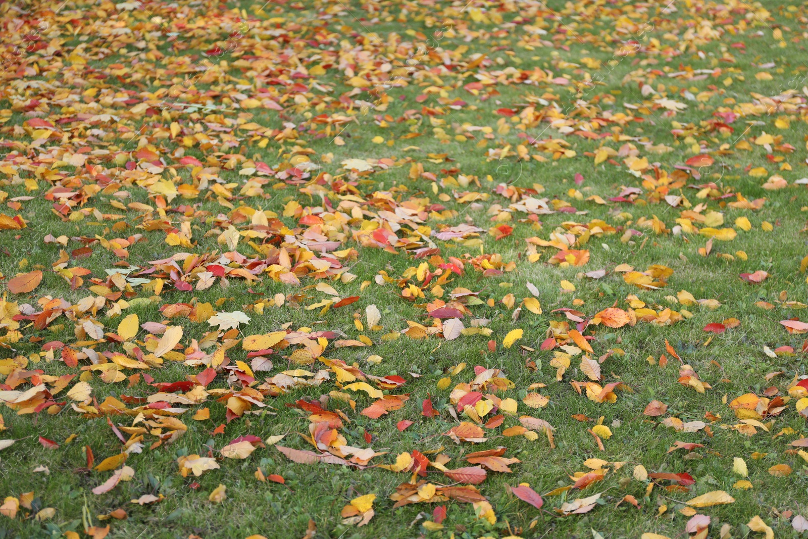 Photo of Beautiful colorful fallen leaves on green grass, closeup