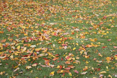 Photo of Beautiful colorful fallen leaves on green grass, closeup