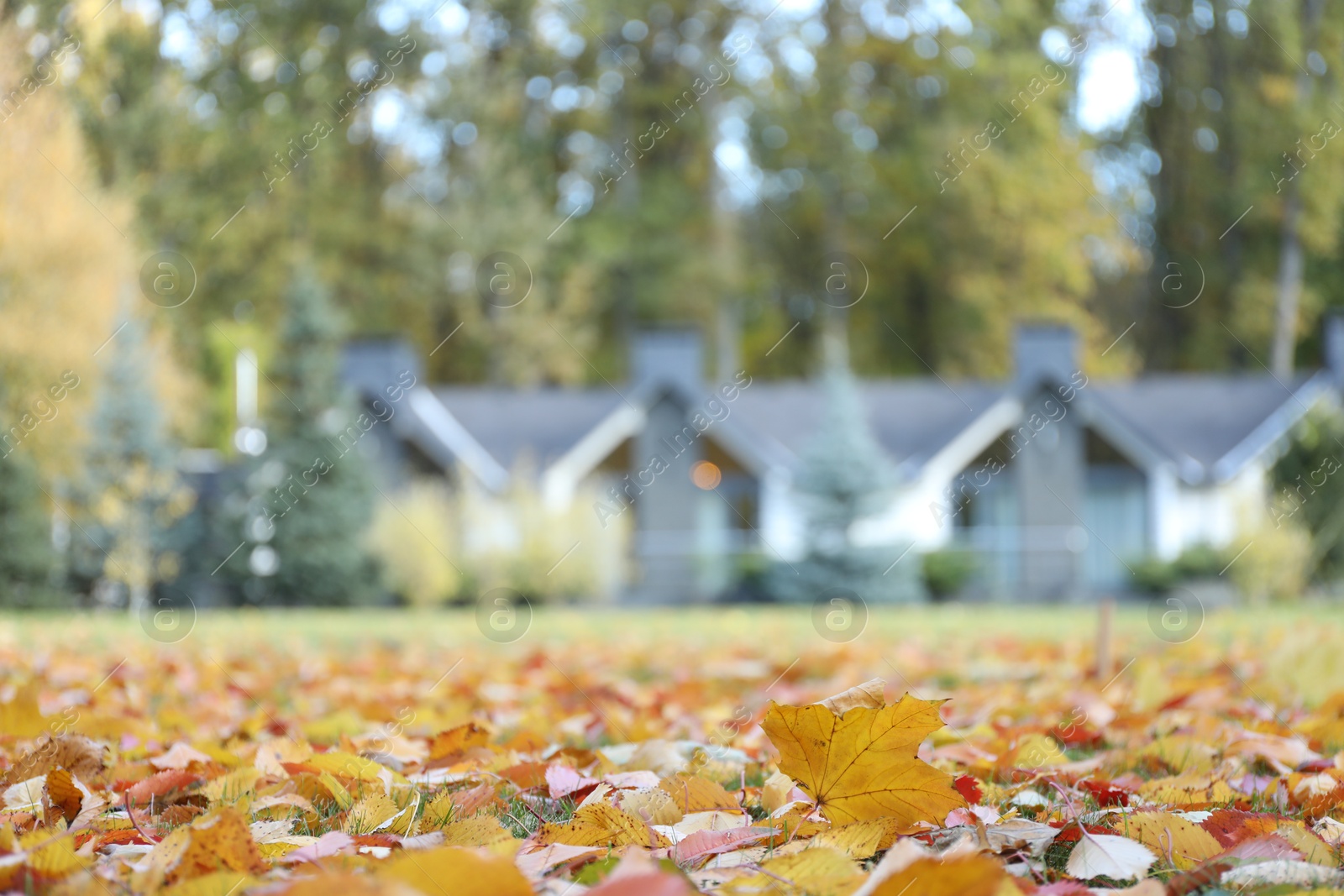 Photo of Hotel buildings and fallen leaves in autumnal park, selective focus