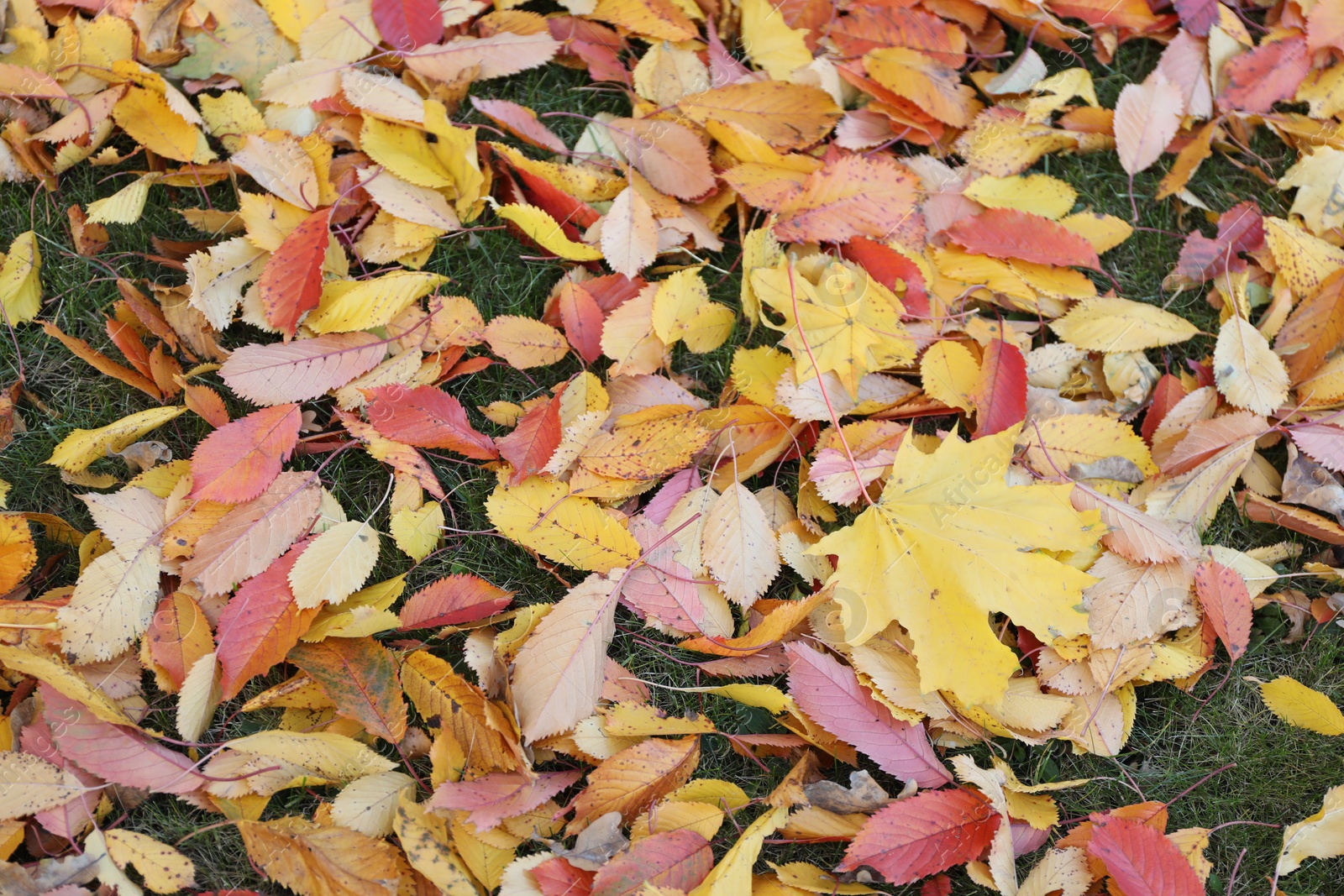 Photo of Beautiful colorful fallen leaves on green grass, closeup