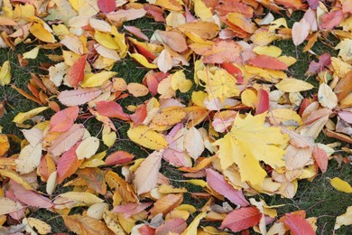 Photo of Beautiful colorful fallen leaves on green grass, closeup