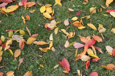 Photo of Beautiful colorful fallen leaves on green grass, closeup